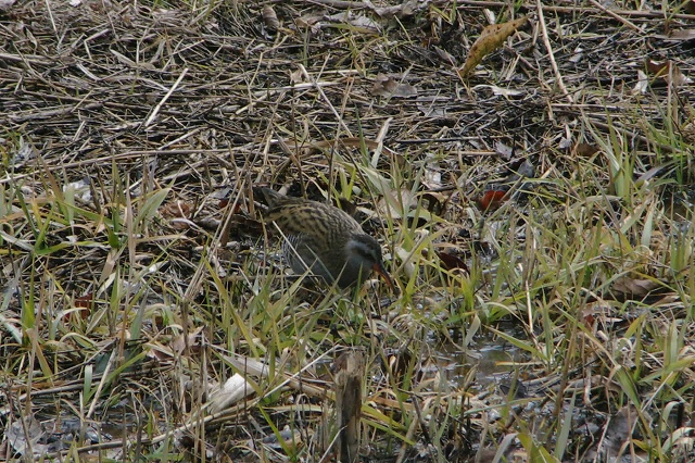 e0070891_17391275.jpg