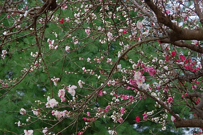 c0156908_6561611.jpg