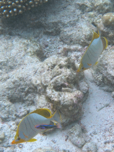 f0190653_16443540.gif
