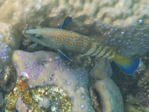 f0190653_1645068.gif