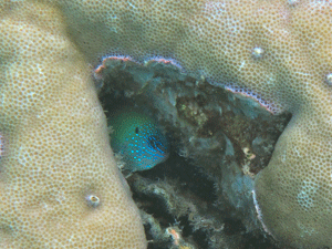 f0190653_164539.gif
