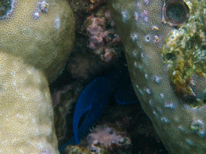 f0190653_1645580.gif