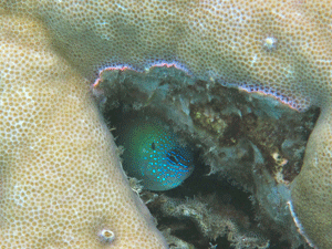 f0190653_164581.gif