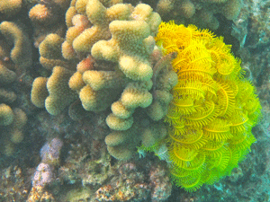 f0190653_16481836.gif