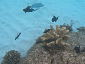 f0190653_1650086.gif