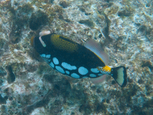 f0190653_1650537.gif