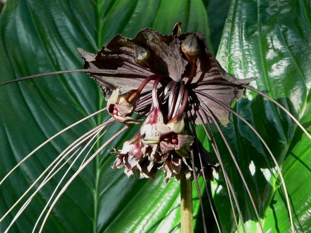 ブラックキャット : 新・四季の花