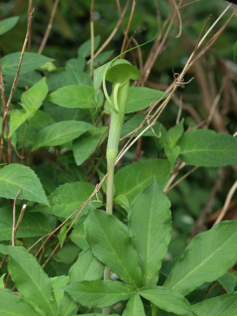 d0025568_14108.jpg