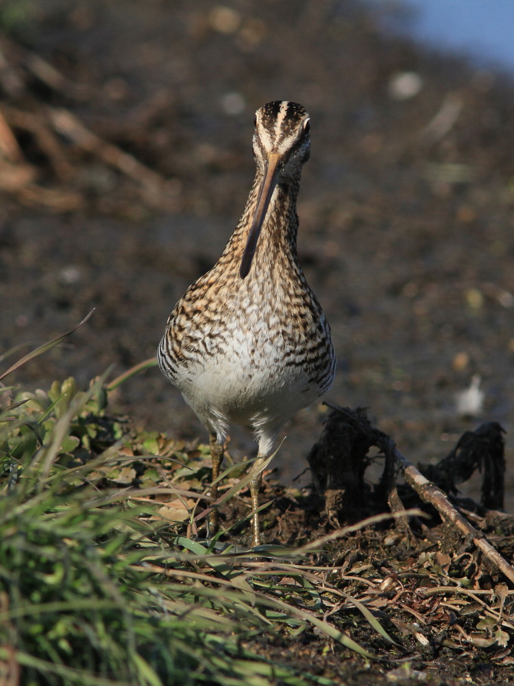 タゲリとタシギ　　タヒバリも揃えばよかった。　　2012.1.9茨城県_a0146869_654206.jpg