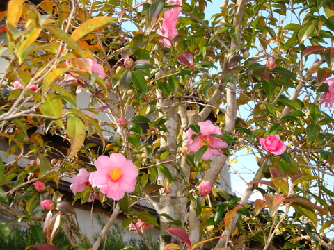 b0224178_11173938.jpg