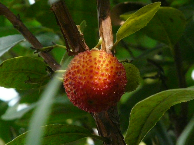 イチゴと似て非なる実 のん木草 みどり見て歩き