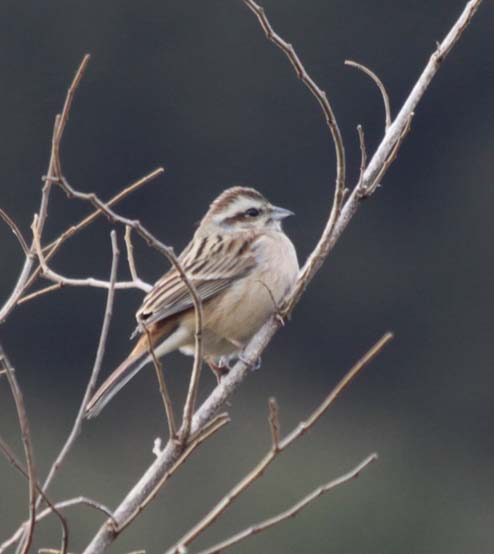 鳥がいた_c0177785_18193447.jpg