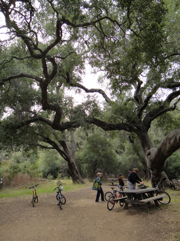 2012/01/15 Los Angels Trip Day.5 La Jolla Trail Running_b0220886_16475275.jpg