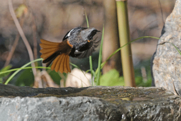 石庭の鳥さん　＜尉鶲＞_e0248688_1739275.gif