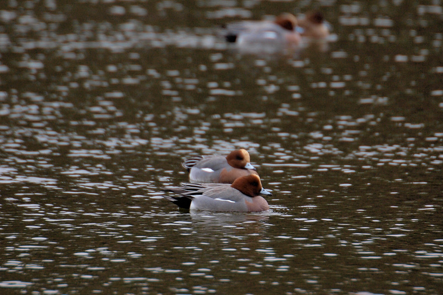 2012 01 16 曇天鳥見 公園編_a0143491_21482355.jpg