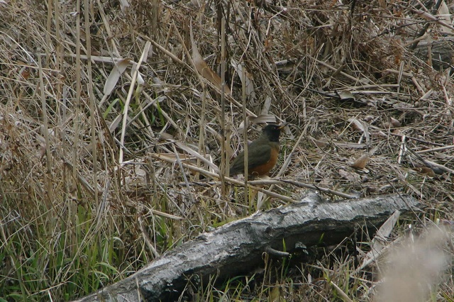 e0070891_17301928.jpg