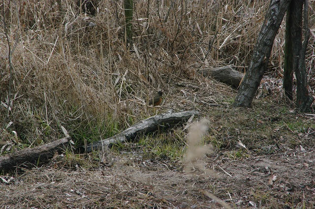 e0070891_1730567.jpg