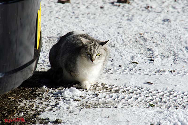 ＳＮＯＷ　ＬＥＯＰＡＲＤ（ＦＡＫＥ）_b0134907_1021370.jpg