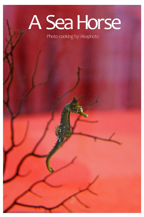 a sea horse_e0127416_17354643.jpg
