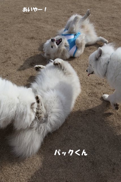 『コボの想いを運んで２０１２／石川夫妻と犬たち　IN 　毛呂山』 _その三_f0234023_5301510.jpg