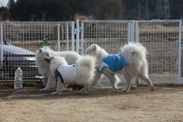 『コボの想いを運んで２０１２／石川夫妻と犬たち　IN 　毛呂山』 _その三_f0234023_530676.jpg