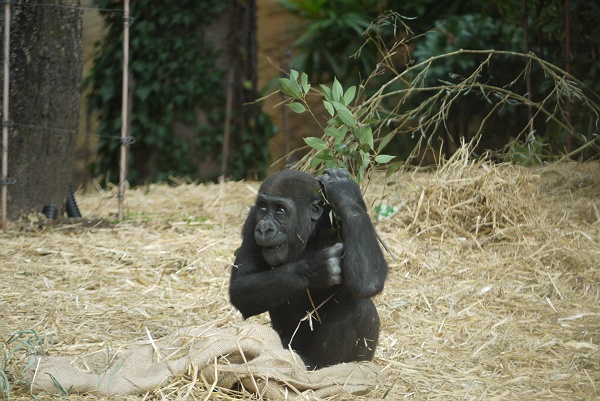 ほとんど人生初みたいな感じの上野動物園　その３_c0196928_18473971.jpg