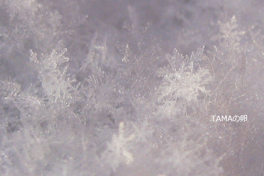 c0024729_20443568.jpg
