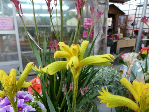 売場の花_a0228333_23154825.jpg