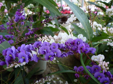 売場の花_a0228333_23203940.jpg