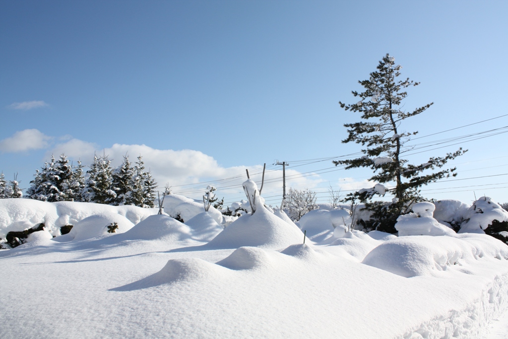 雪に覆われた庭_d0236741_2051972.jpg