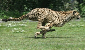 チーターは_a0253344_2102189.jpg
