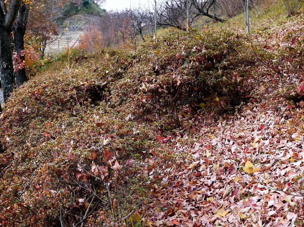 　　和歌山県植物公園緑花センター　_b0093754_22363224.jpg