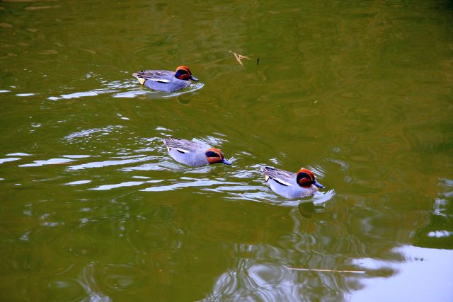 冬の湖畔で_e0220163_1804940.jpg