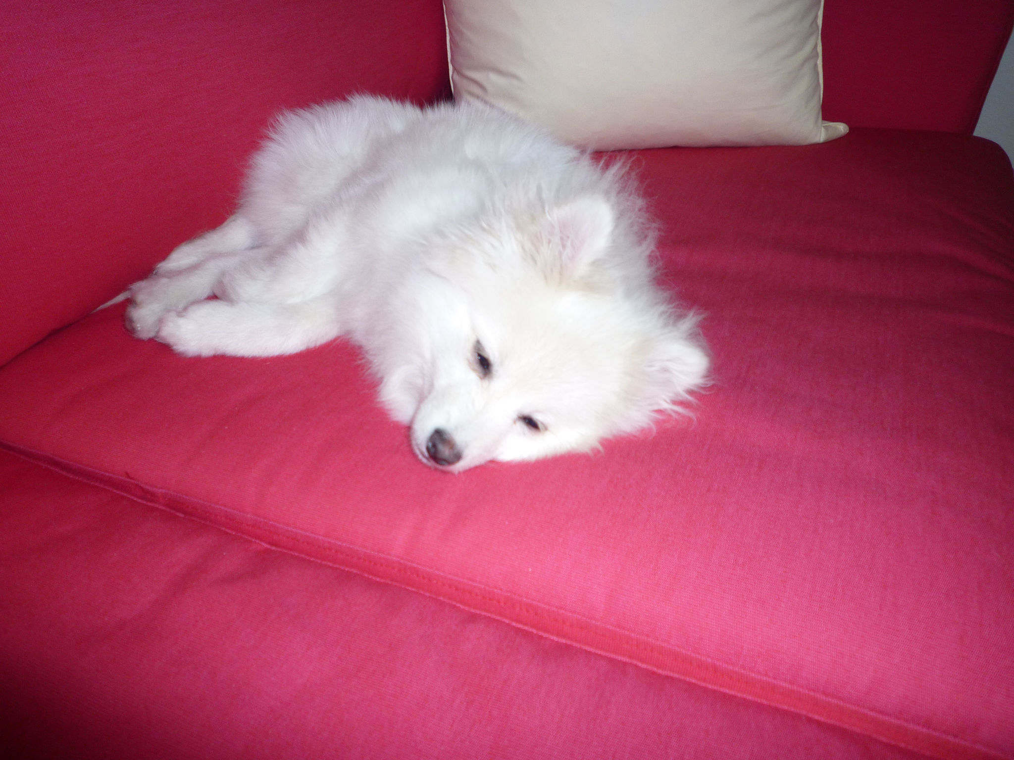 赤いソファーと白い犬 ポメラニアン マハロちゃんの日常