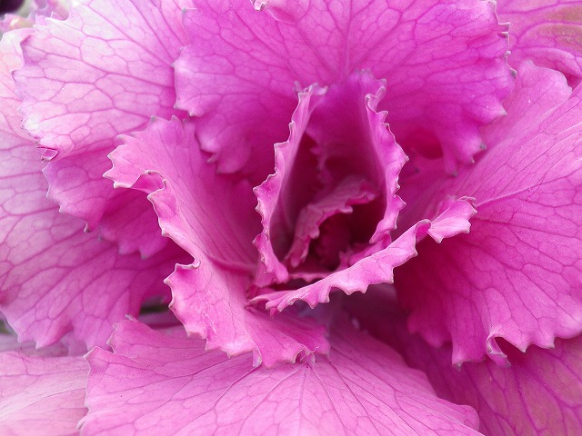 花甘藍 ハナキャベツ 自然風の自然風だより