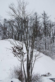 雪です・・・！_b0159914_2333643.jpg