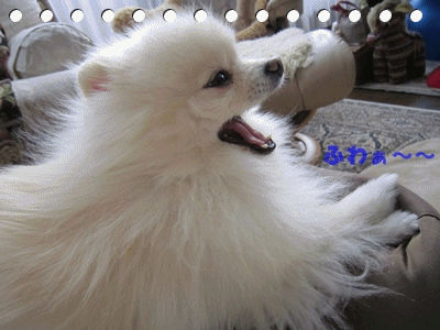b0167519_1135554.gif