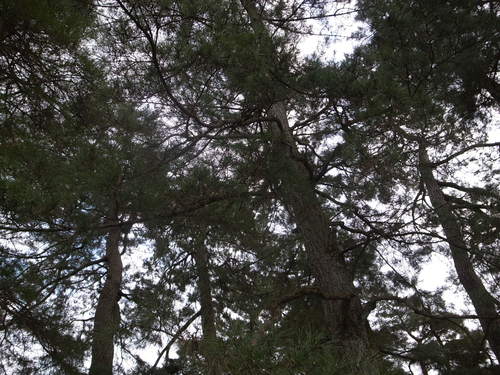 1/17_f0180552_17132938.jpg