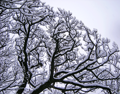 1月20日 雪の日_a0001354_22415012.gif