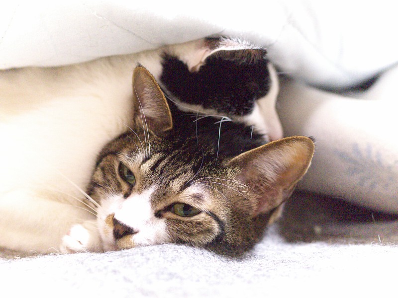 かさねこ_c0109780_14164249.jpg