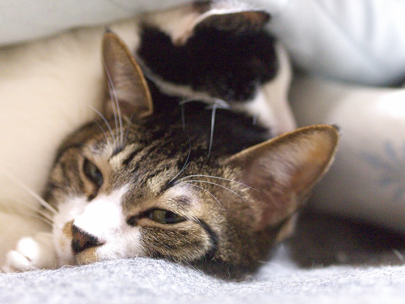かさねこ_c0109780_1416562.jpg