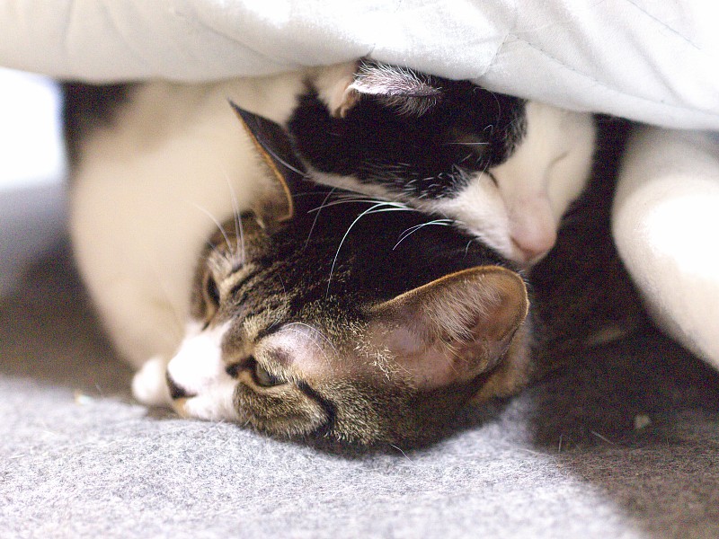 かさねこ_c0109780_1417885.jpg