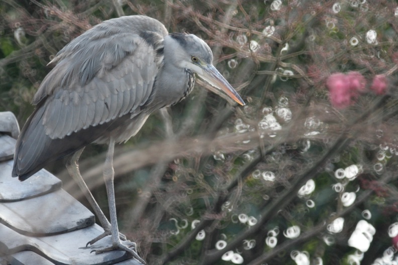 青鷺（幼鳥）_d0133581_17515833.jpg