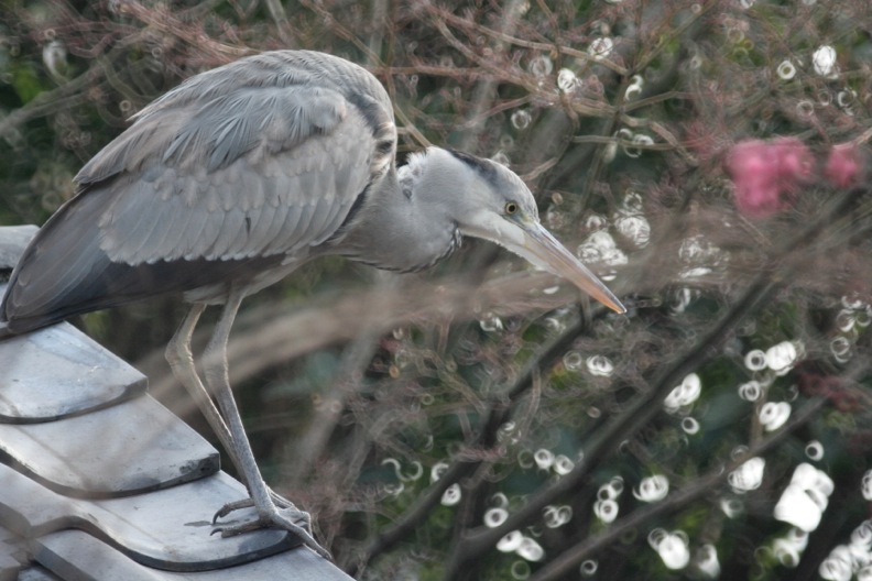 青鷺（幼鳥）_d0133581_17522647.jpg