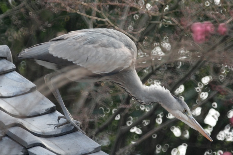 青鷺（幼鳥）_d0133581_17525688.jpg