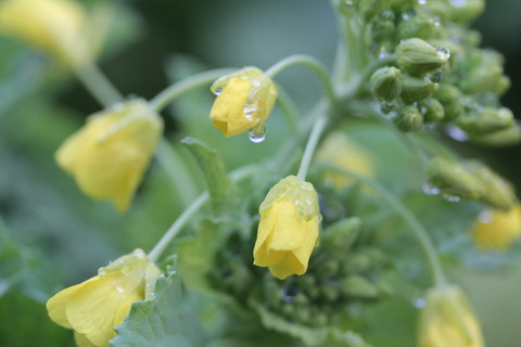 e0024081_1105782.jpg