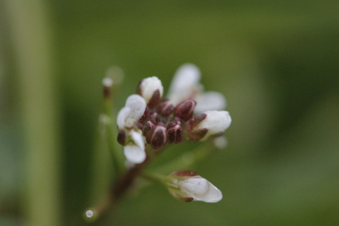 e0024081_1112680.jpg