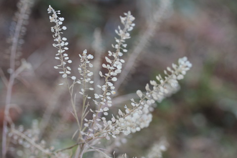 e0024081_1113920.jpg