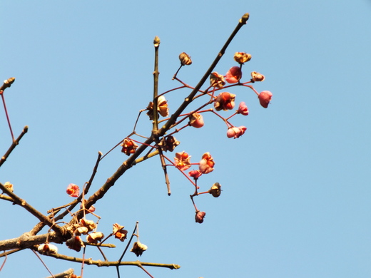 鎌倉宮の河津桜_e0145782_15422640.jpg