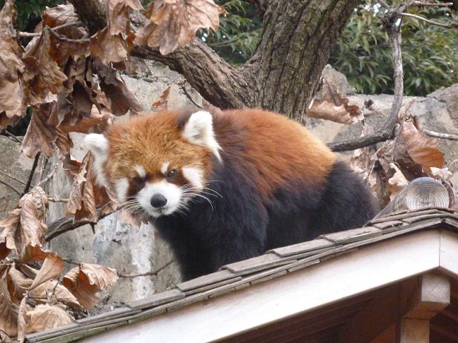 野毛山動物園1（レッサーパンダ、ライオン、トラ、タヌキ）_c0219090_23285322.jpg